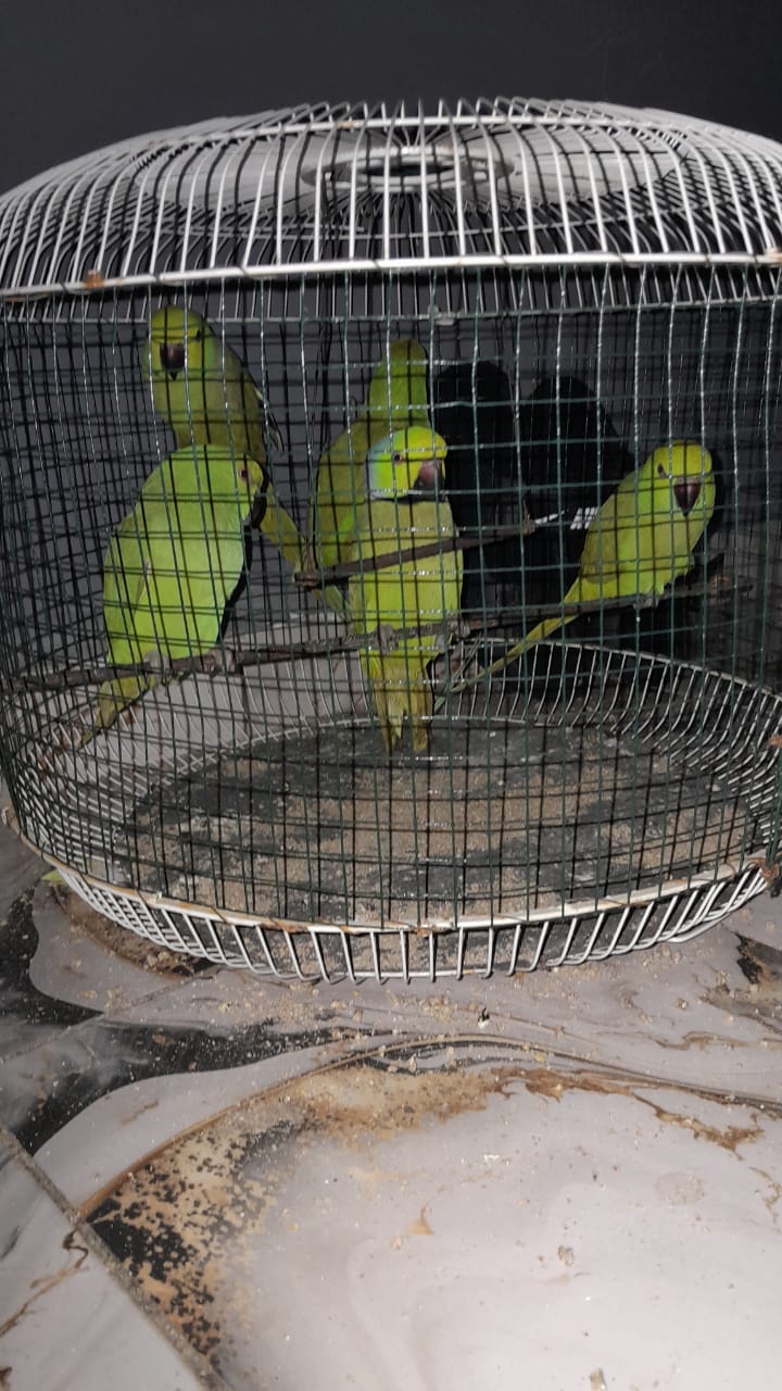 Parrots for Sale 
