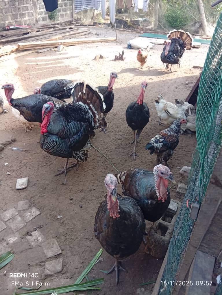 Turkey for Sale