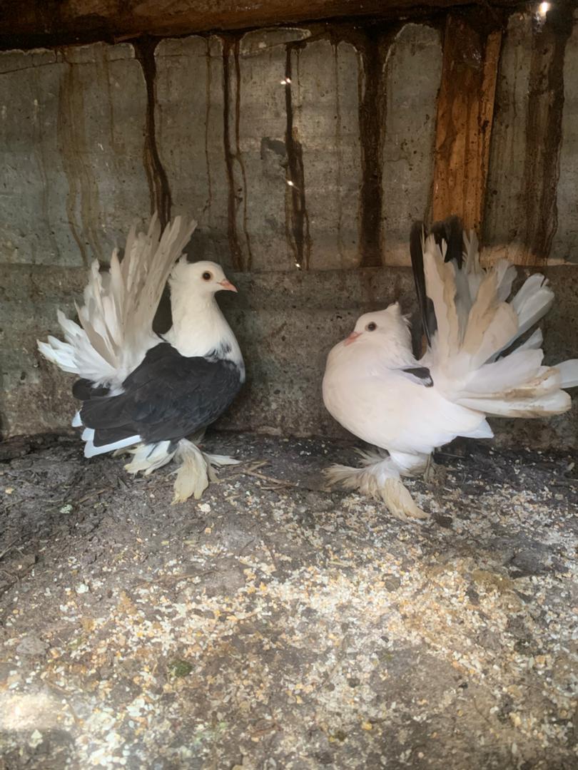 Pigeons Pair