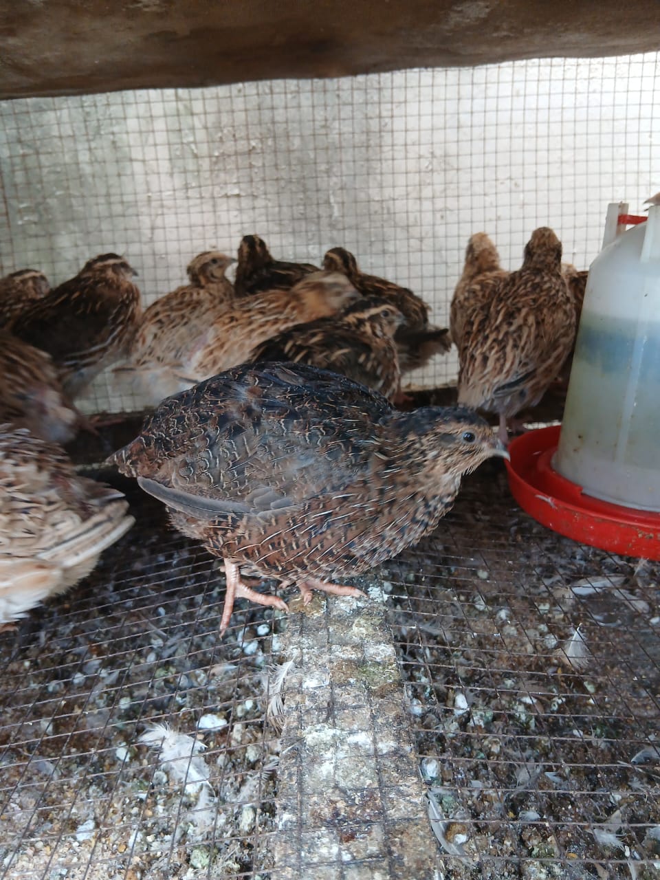 JUMBO CORTUNIX QUAIL