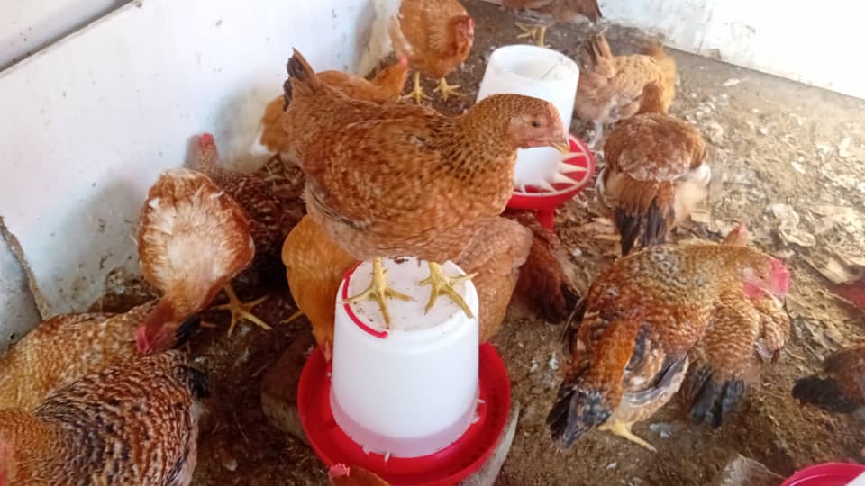 Blue Hollandaise Chicken