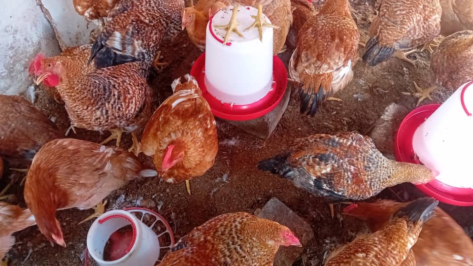 Blue Hollandaise Chicken