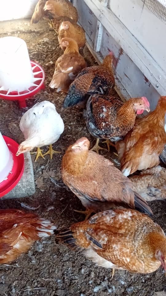 Blue Hollandaise Chicken