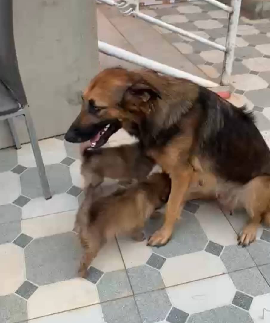 German Shepherd Poppies