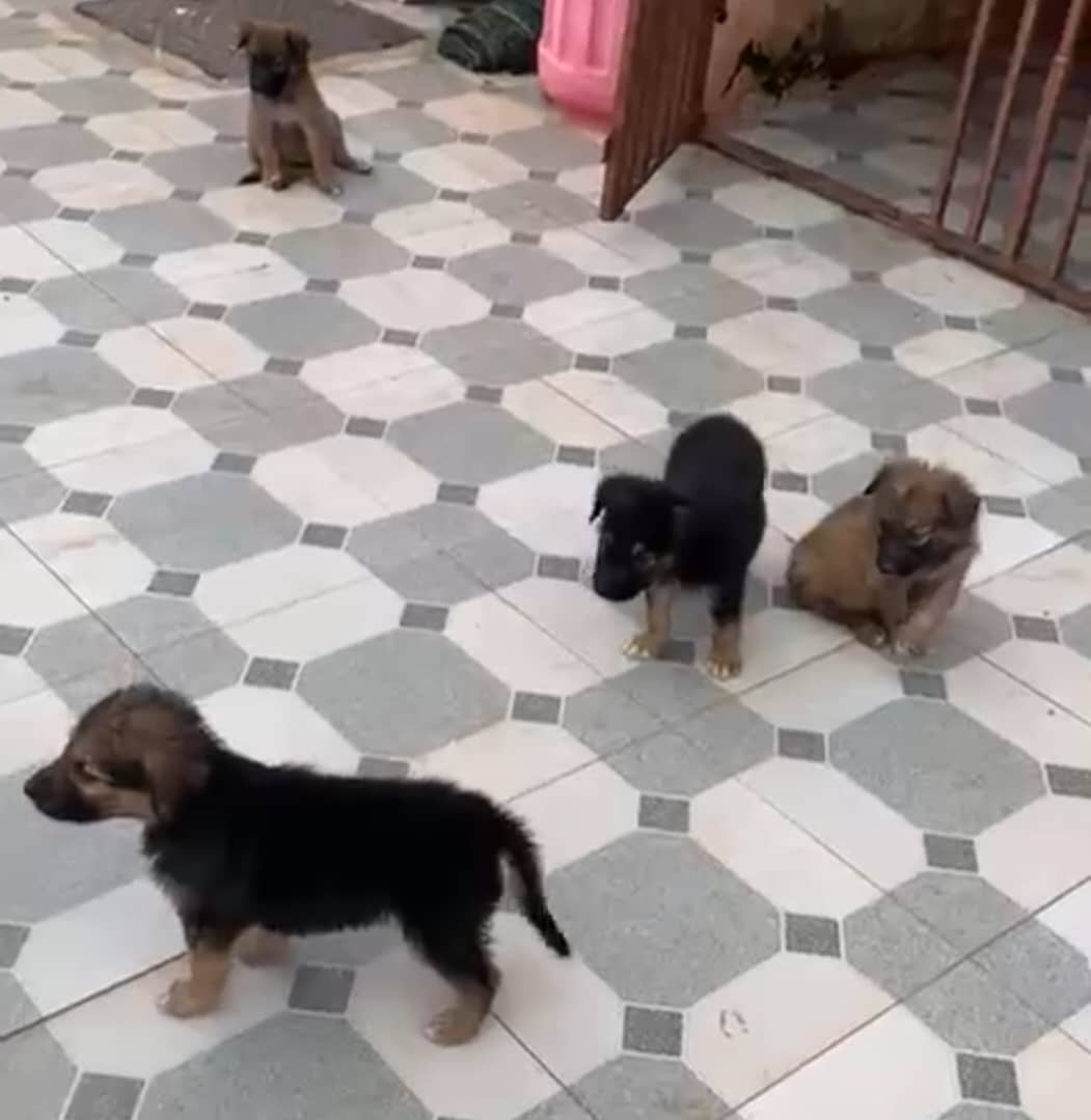 German Shepherd Poppies