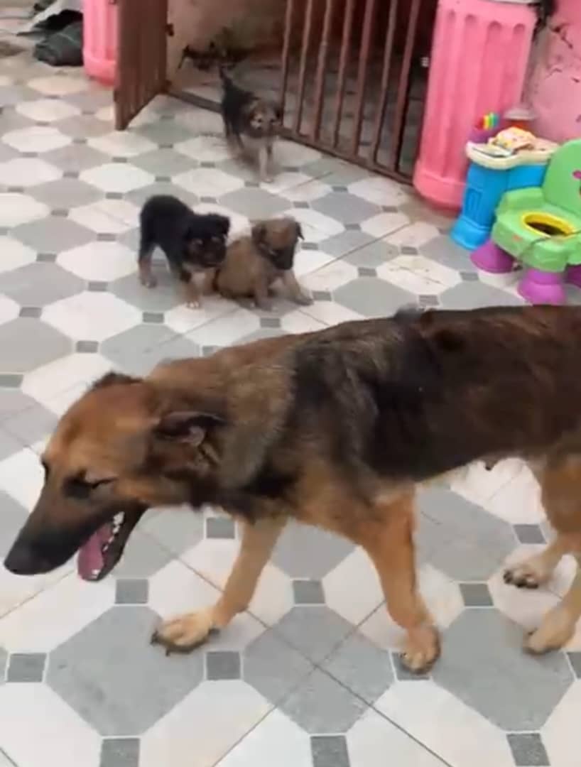 German Shepherd Poppies