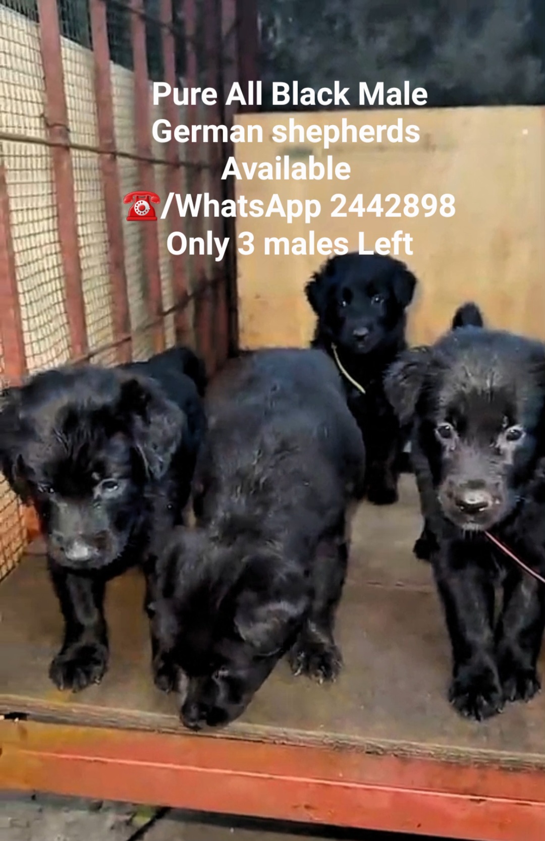 All black German shepherds