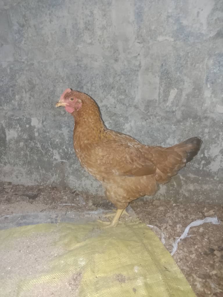 Poultry chicken layers 