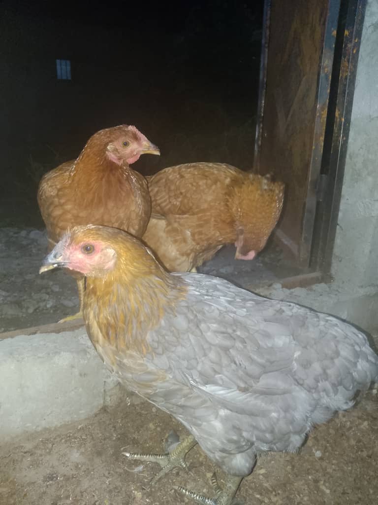 Poultry chicken layers 