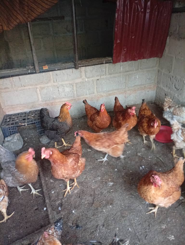 Mature Chicken Layers 