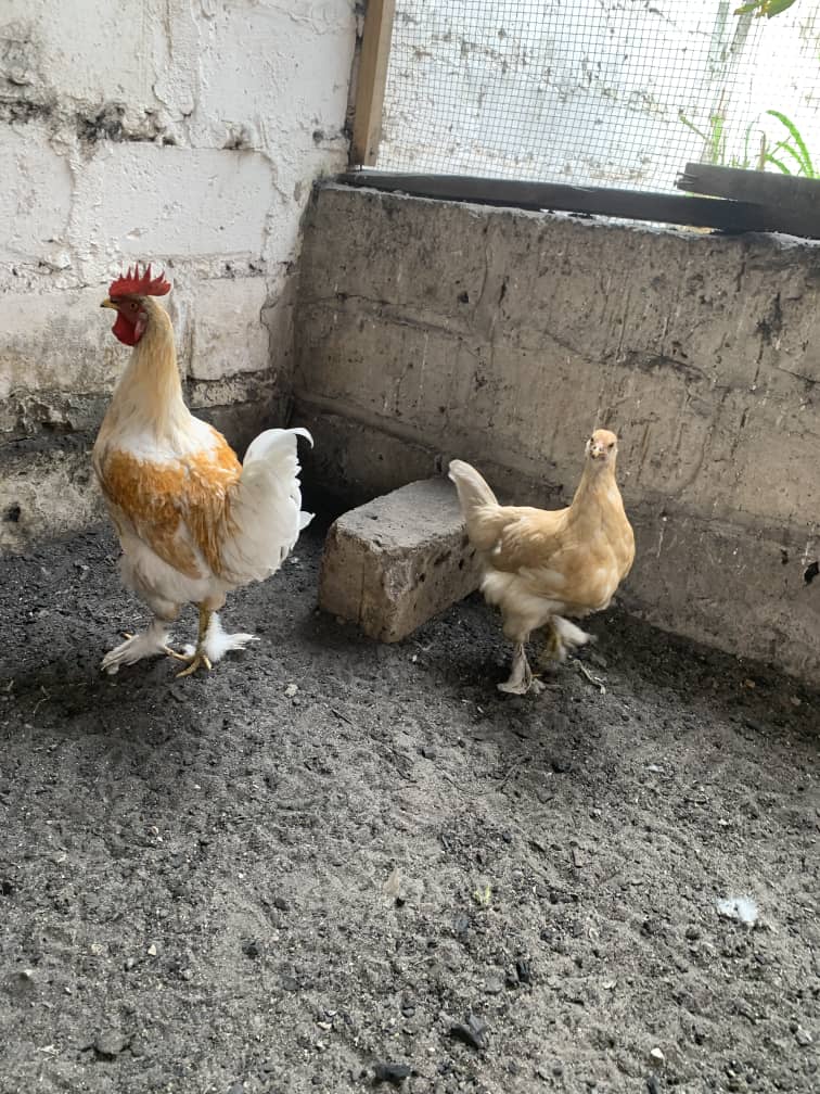 Pair of Couchine Blue 