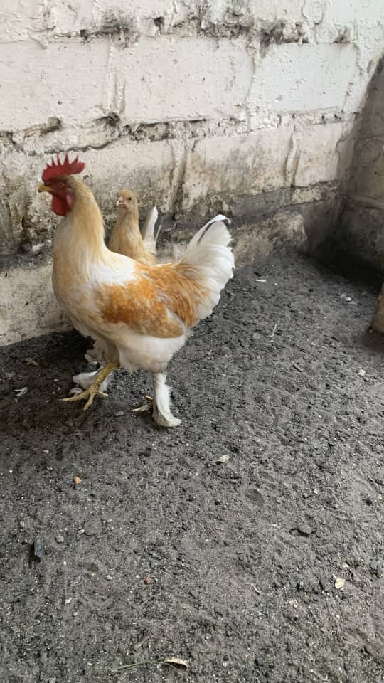 Pair of Couchine Blue 